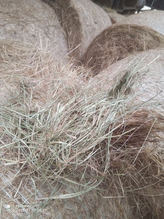 Siano, słoma spod dachu 2025 pierwszy pokos