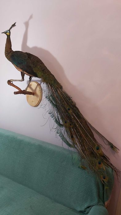 Чучело Яванського Зеленого павліна