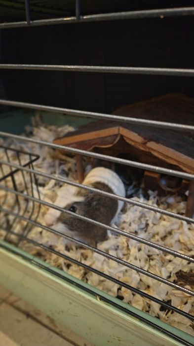 Dzień dobry oddam 3 świnki morskie