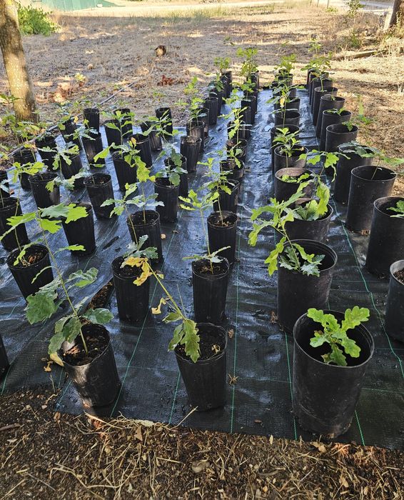 Carvalho Negral para venda. Plantas com 30-50cm