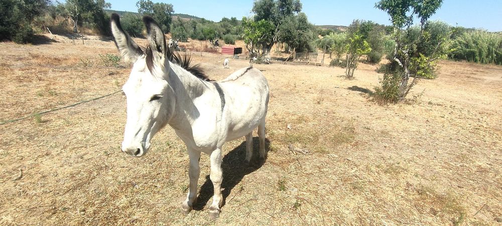 Burro inteiro e manso