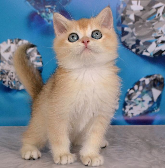 Чистокровнi золоти шиншили