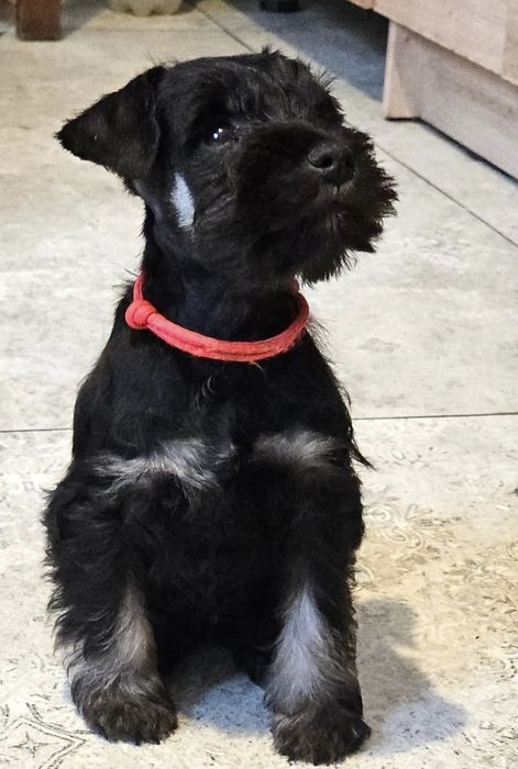 Sznaucr miniaturowy czarno-srebrny.  FCI  ZKwP