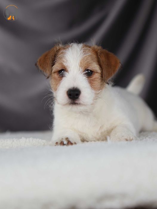 Jack Russell Terrier ZKwP FCI piesek rezerwacja