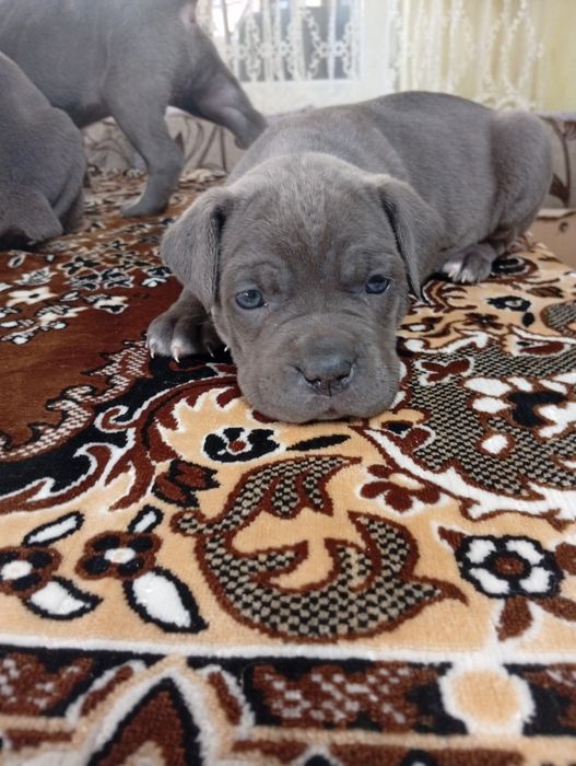 Щенята Кане Корсо
