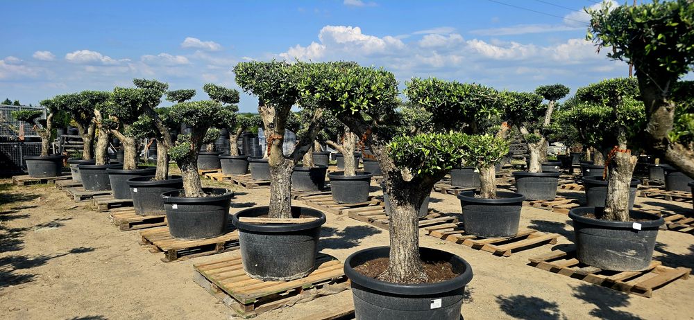 Drzewko oliwne bonsai