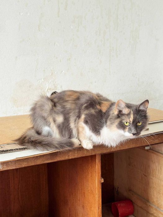 Безкоштовно кошенятка