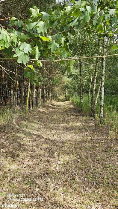 Malowniczy, prywatny kompleks leśny 18,48 ha - Raciszów, gmina Lubsza