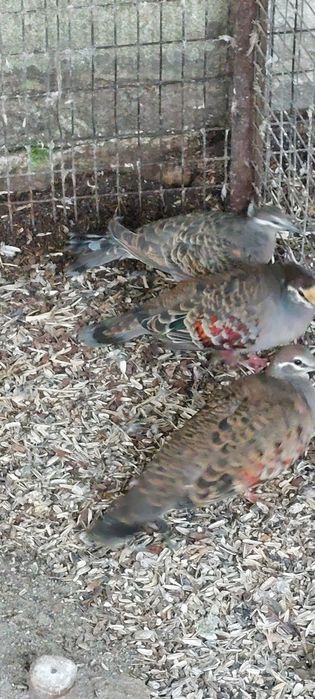 Gołębie miedzianoskrzydłe