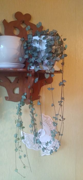 Церопегія вуді продам