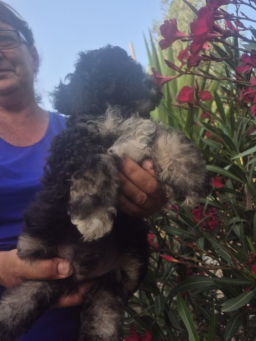 Caniche preto branco