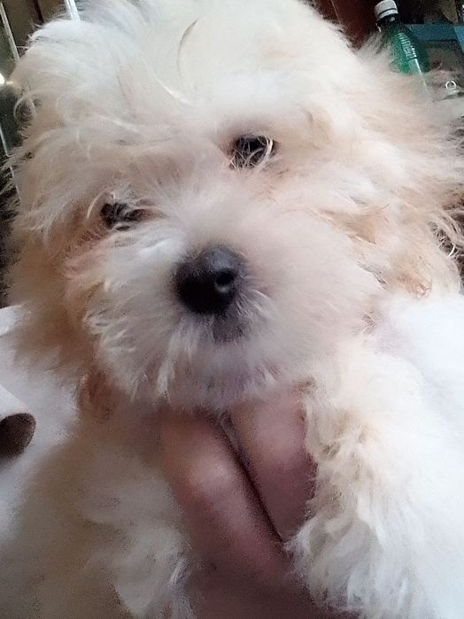 СРОЧНО!ЗНИЖКА !Мальтіпу дівчатка і хлопці