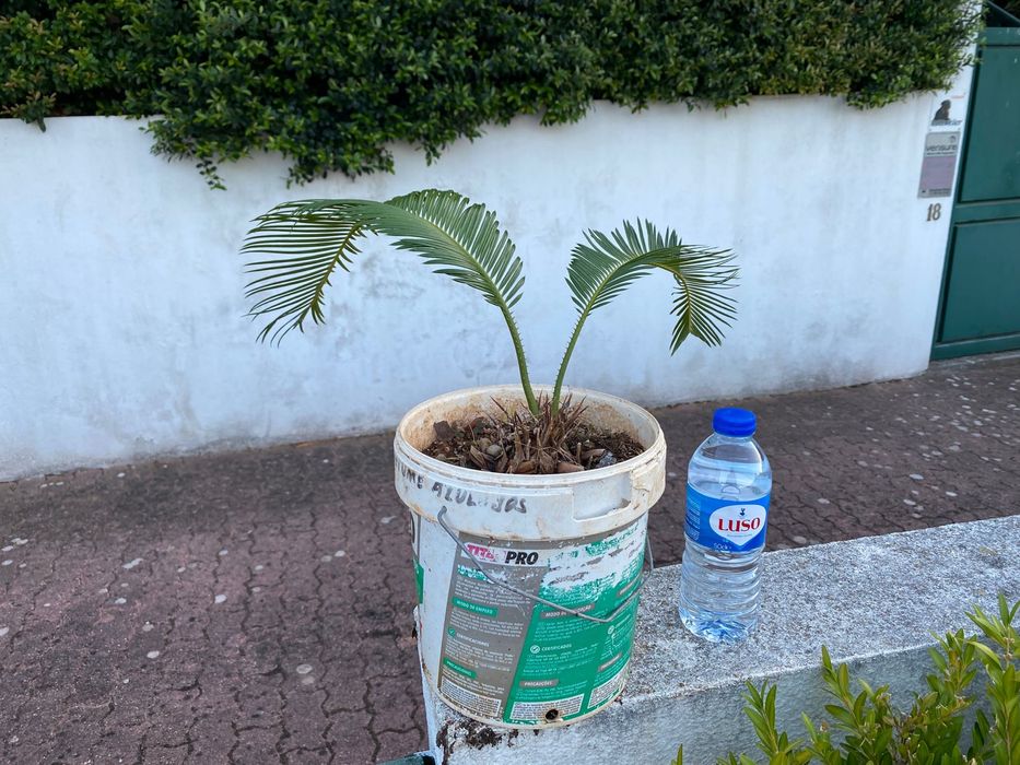 Cyca / cica revoluta