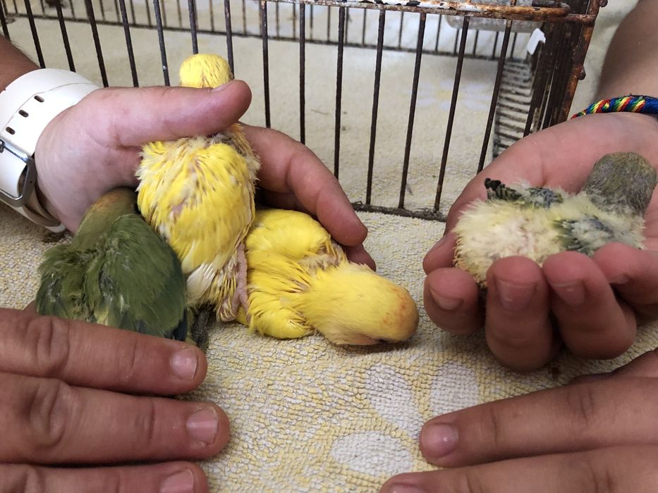 Roseicollis para troca