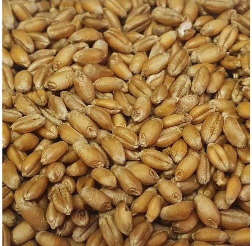 Pszenica, jęczmień,proso