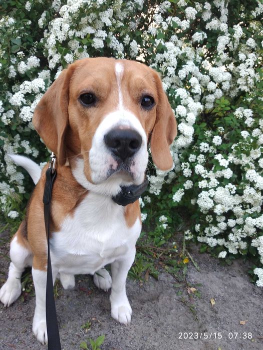 Бигль для вязки. Родословная КСУ