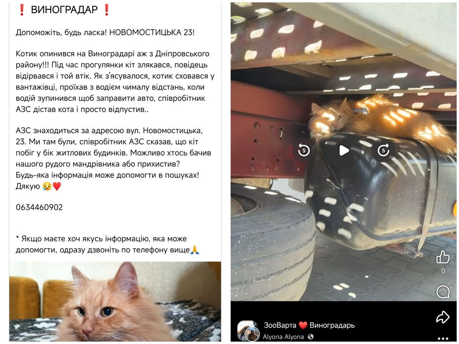 Загубився кіт рудий кіт блакитна шлея