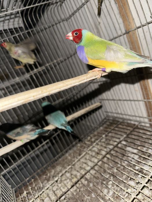 Diamantes gould machos