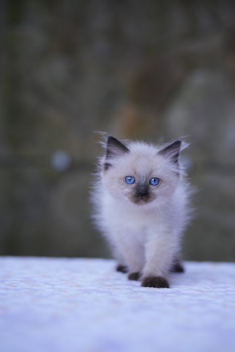 Kotka ragdoll odbiór lipiec Cattris
