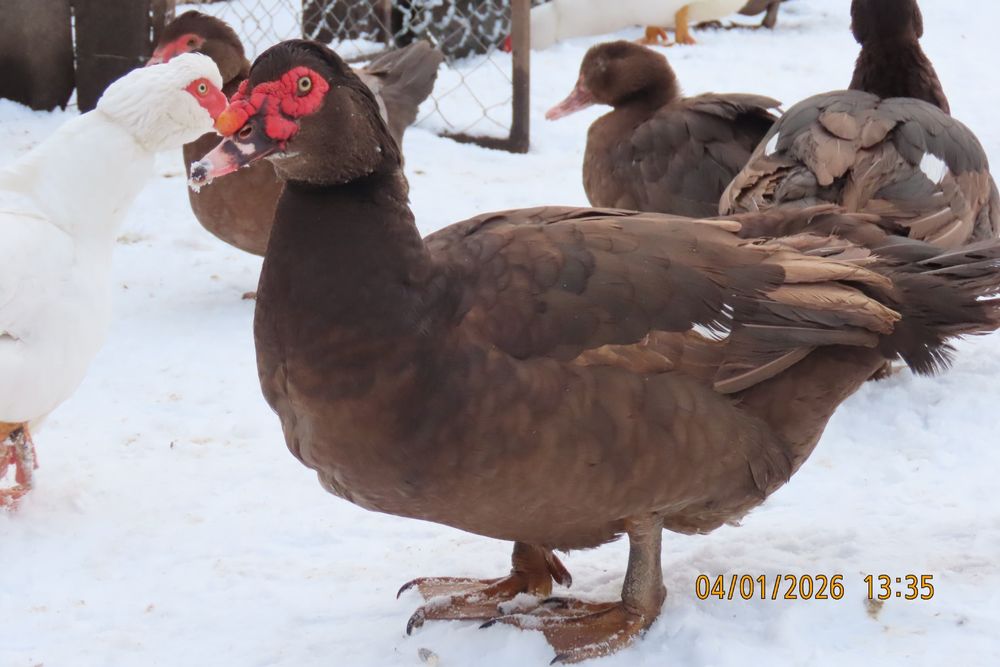 Мускусні качки німецької лінії