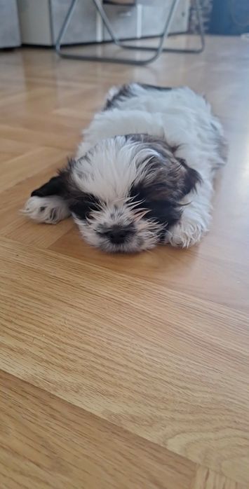 Shih Tzu tricolor