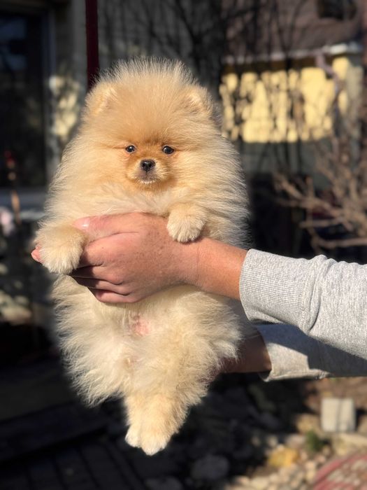 Шикарний Шпіц цуценя