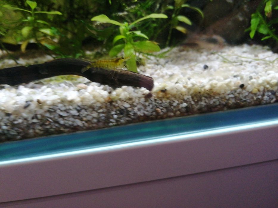 Guppies, papagaios anões e camarões