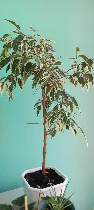 Фикус бенджамина