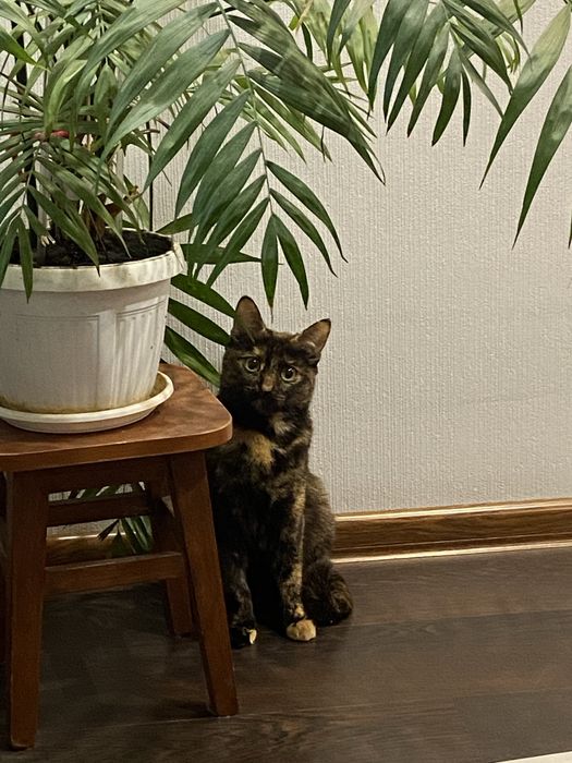 Отдам в добрые руки кошечку