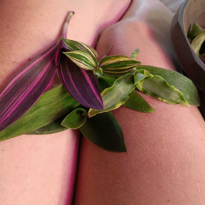 trzykrotki tradescantia 50szt ciętych