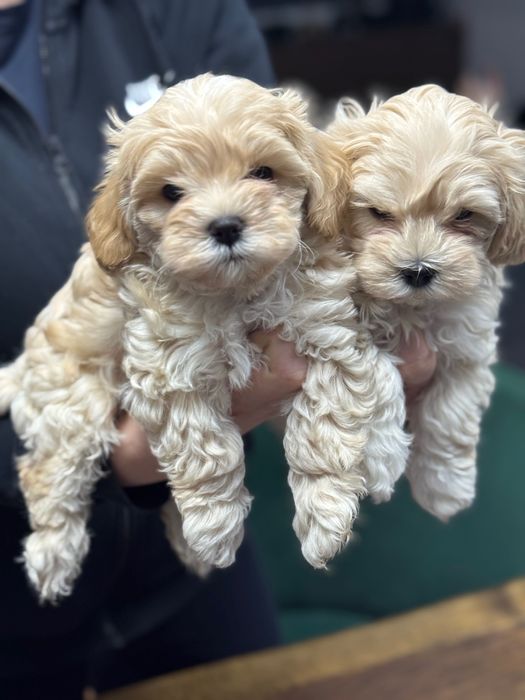 Szczeniak maltipoo / Matka FCI/ gotowy do nowego domku