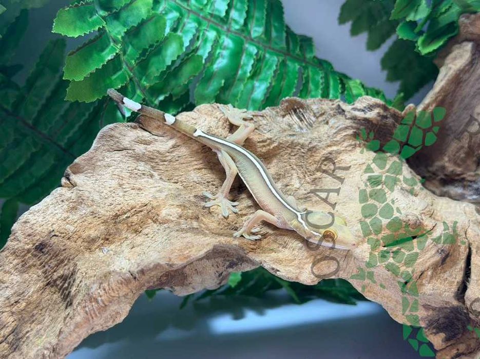 Gekon paskowy Gekon czekoladowy nie orzęsiony Suwałki