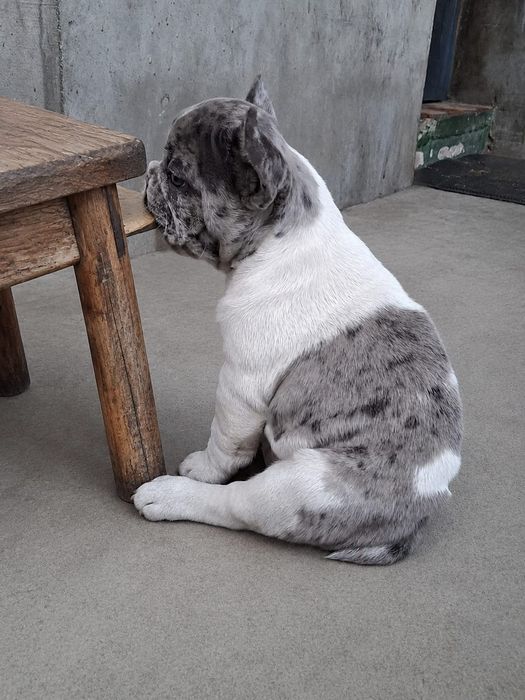 Szczeniak buldog francuski