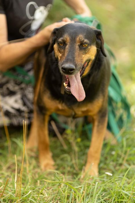 Nadir do adopcji