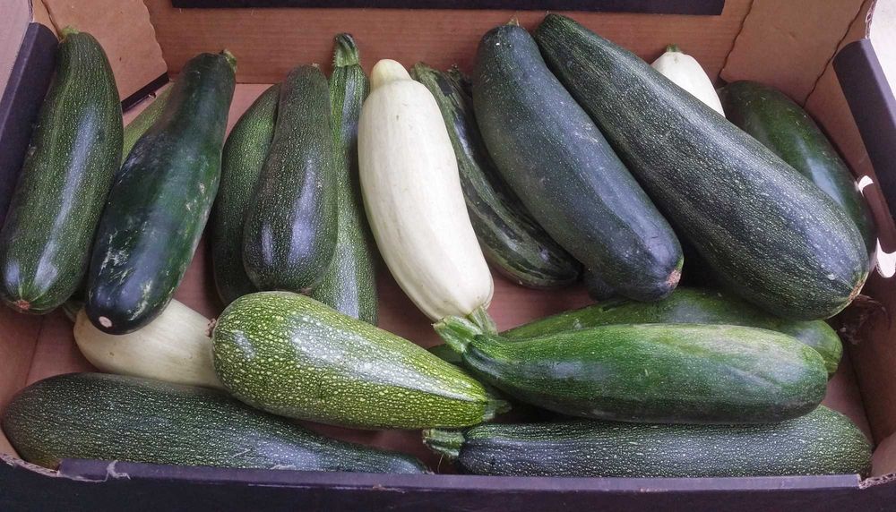 Cukinia świeża ekologiczna naturalna uprawa darmowa dostawa