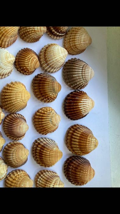 Ракушки бивальве