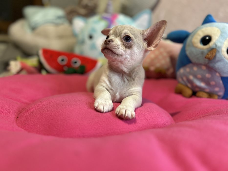 Piesek lilac merle nie spotykany kolor .