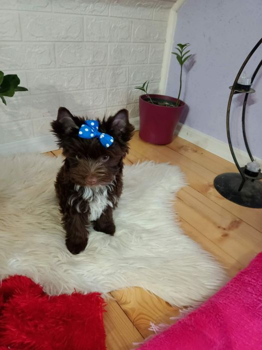 Yorkshire terrier śliczny wyjątkowy piesek