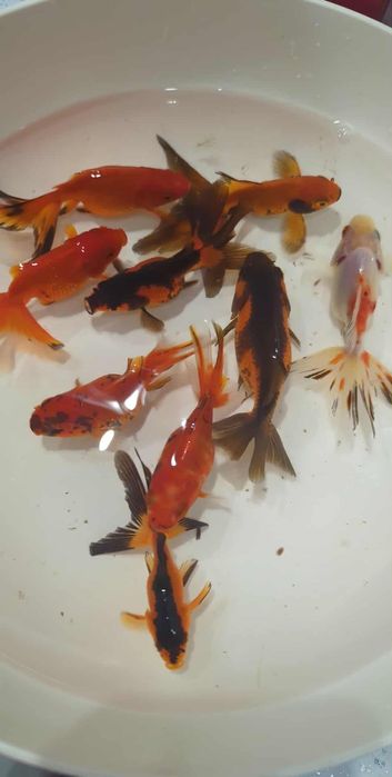 Комета,карпи Кої,риба для водойми,корм для риб