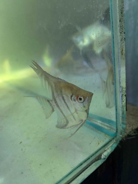 Pterophyllum scalare skalar standard super red