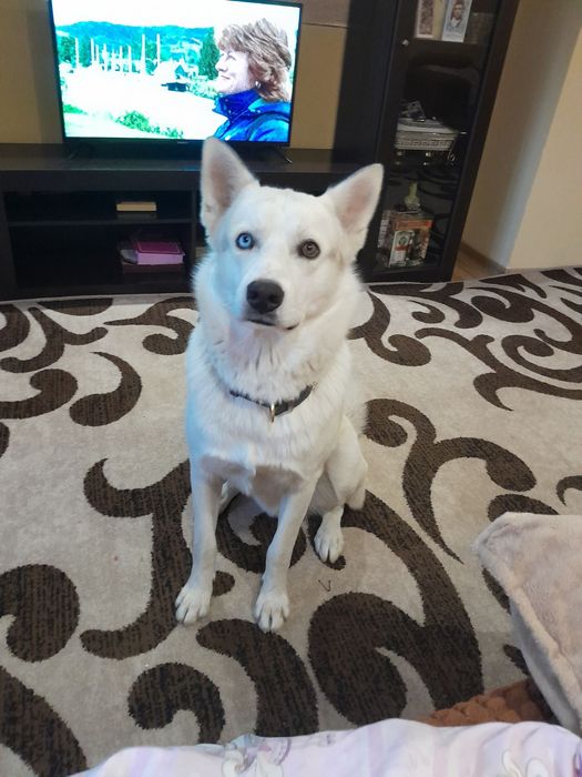 Сибірський хаскі кобель для вязки