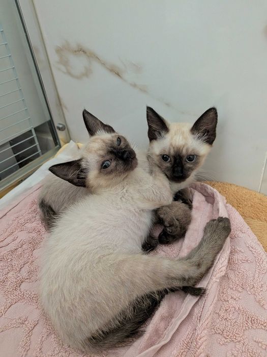Gatinhos bebés fêmeas