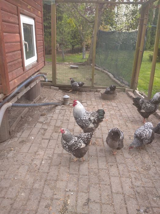 Віандот Срібло інкубаційне яйце