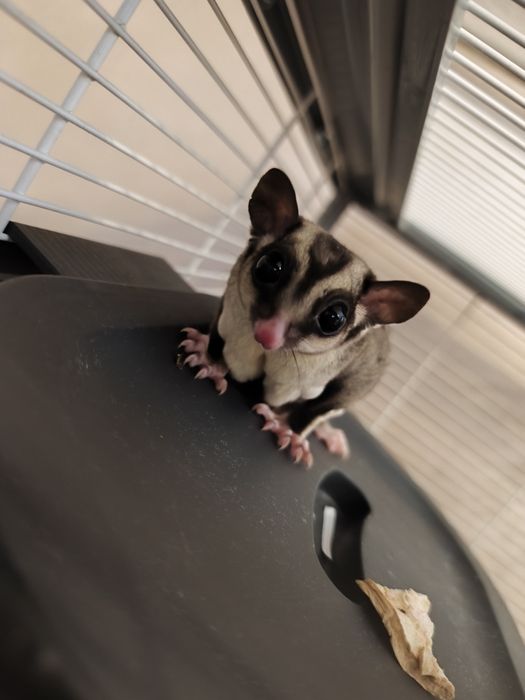 Lotopałanka karłowata