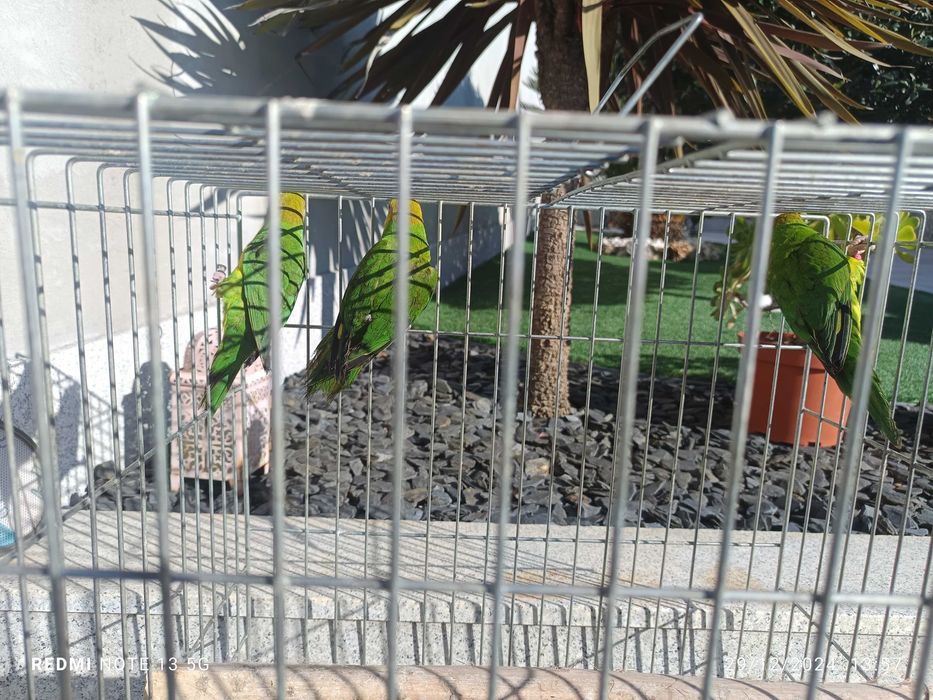 Loris euteles com documentos