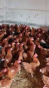 KURY NIOSKI  z wolnego wybiegu ! Tetra Messa Lohmann Leghorn !