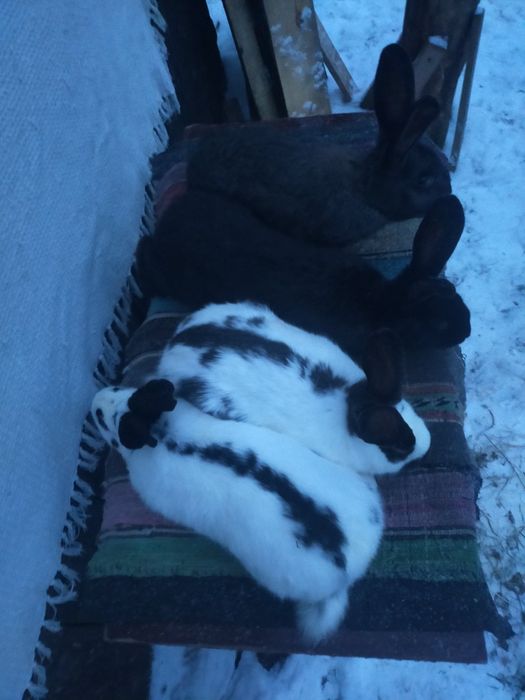 Кролики м'ясної породи. Строчач, шиншила.