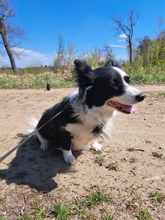 Czesia, suczka do adopcji