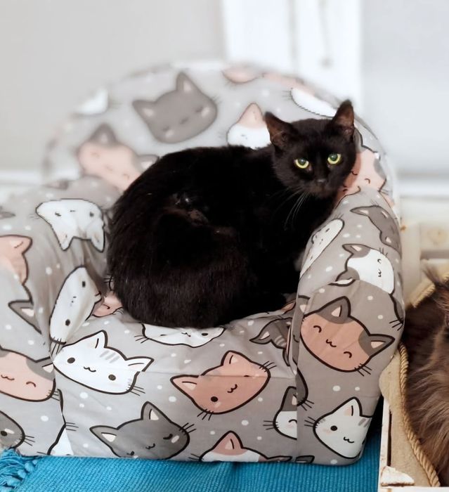 Niezwykle przyjacielski kot Lotnik szuka domku na zawsze!