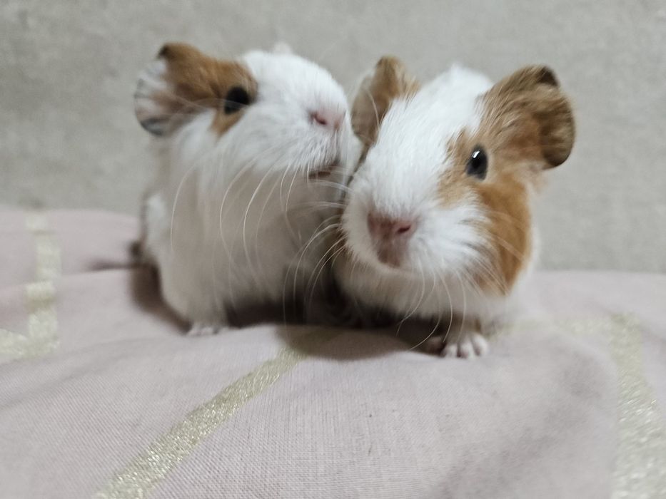 Морські свинки 1 самець і самки